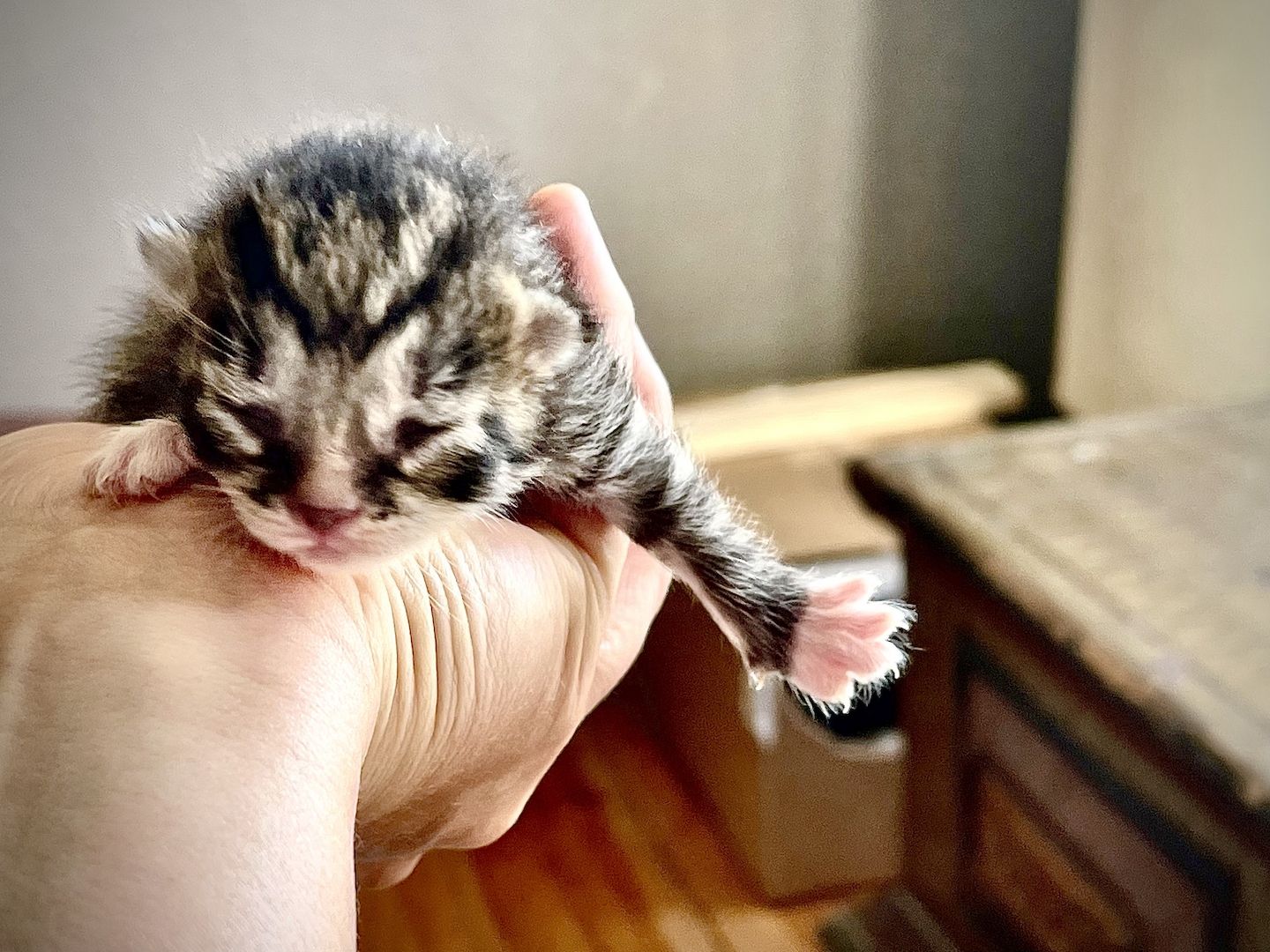 5 Katzenbabys suchen Zuhause