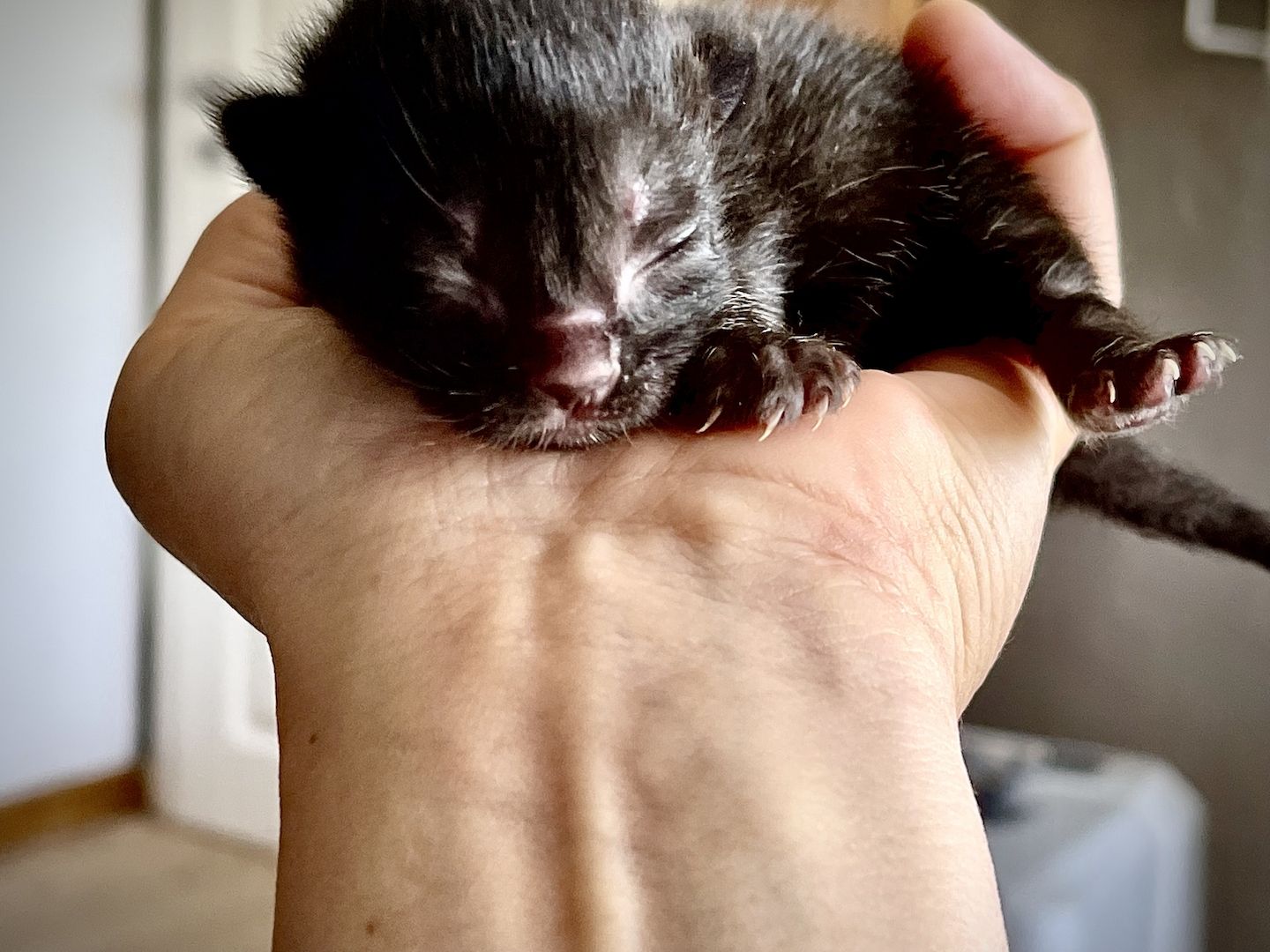 5 Katzenbabys suchen Zuhause