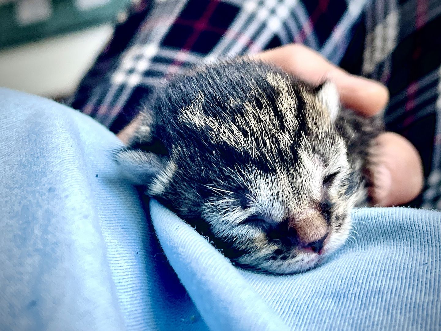 5 Katzenbabys suchen Zuhause