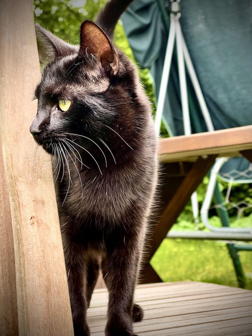 5 Katzenbabys suchen Zuhause