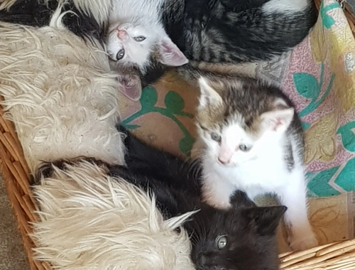 4 süße Kätzchen