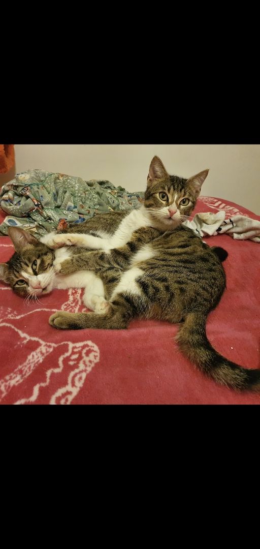 Zwei Katerchen Superschmuser im Karton weggeworfen