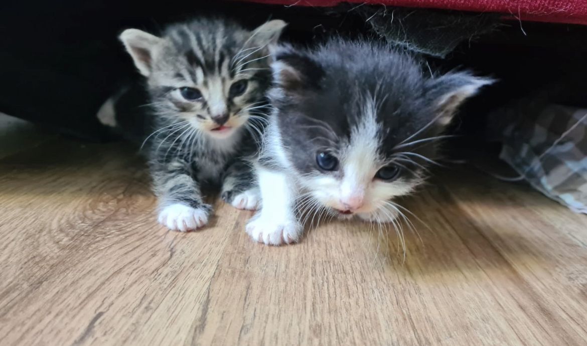 5 super süße Baby katzen