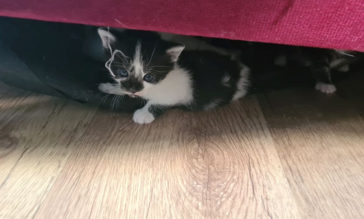 5 super süße Baby katzen