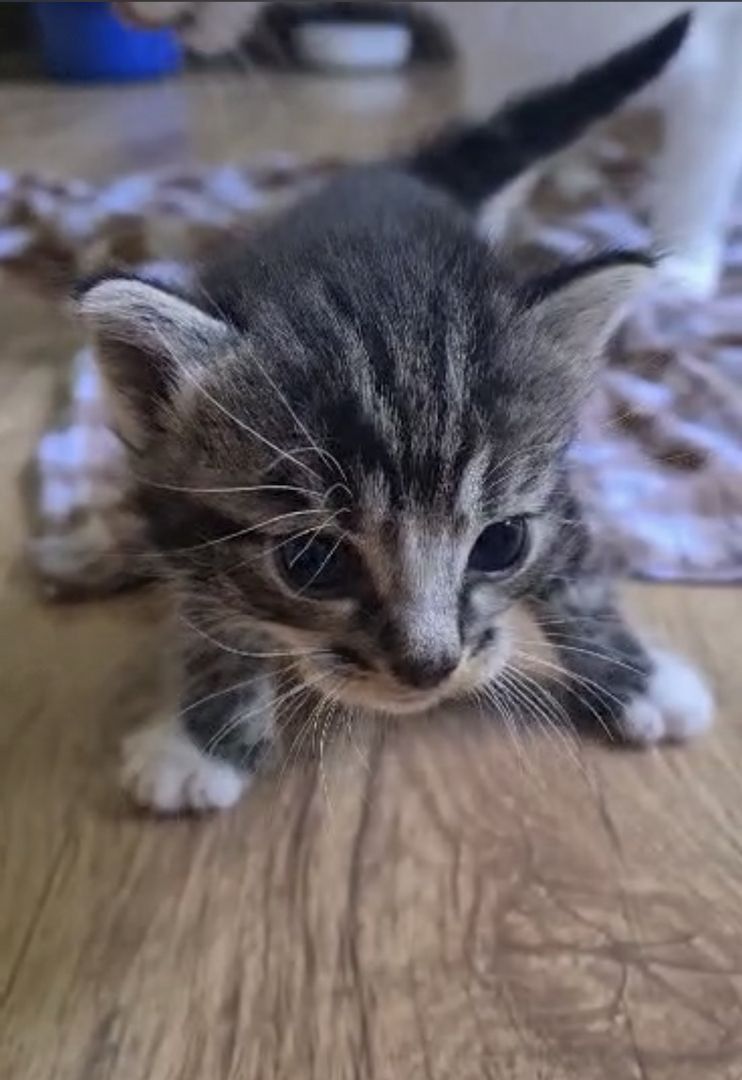 5 super süße Baby katzen