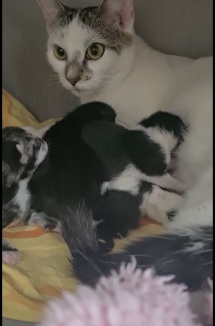 5 super süße Baby katzen