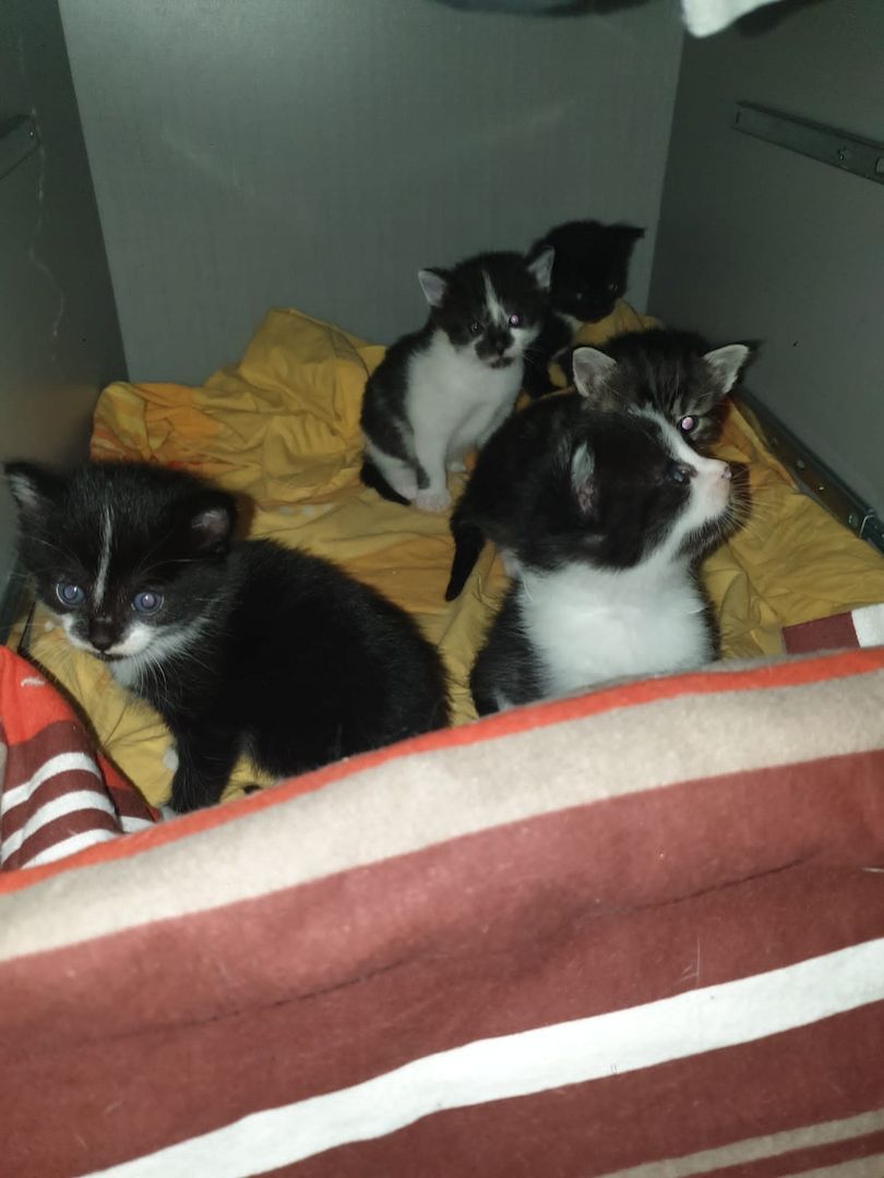 5 super süße Baby katzen