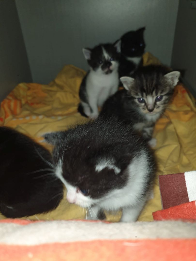 5 super süße Baby katzen