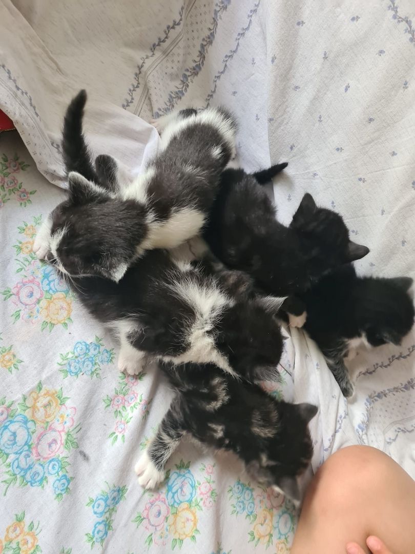 5 super süße Baby katzen