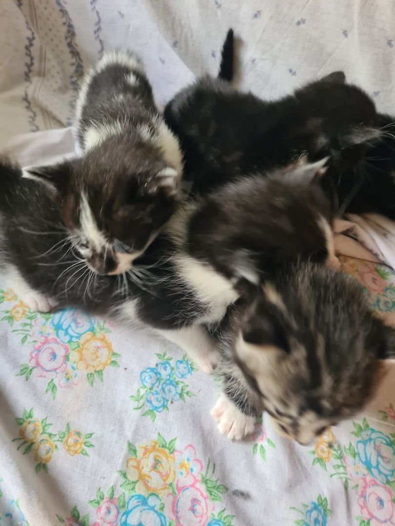 5 super süße Baby katzen