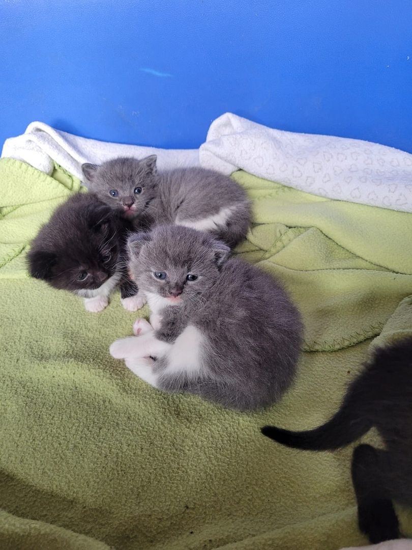 Babykatzen abzugeben