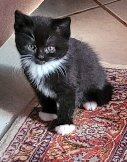 Babykatzen abzugeben