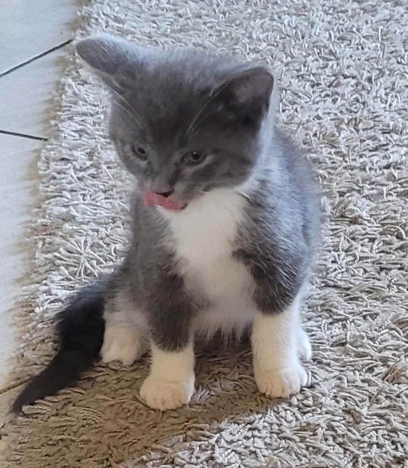 Babykatzen abzugeben