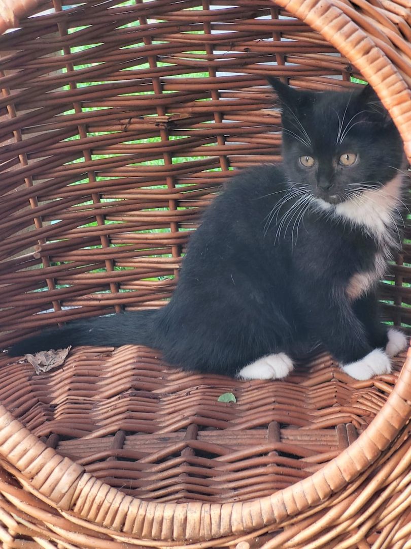 Babykatzen abzugeben