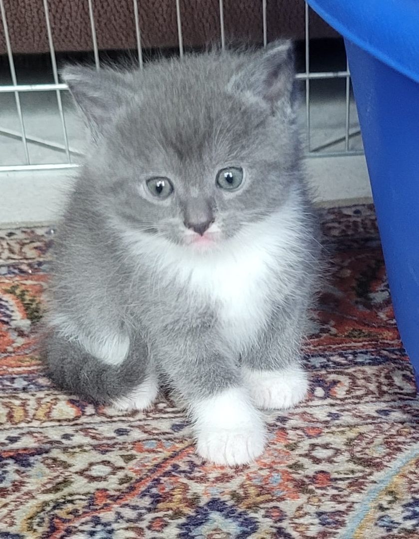 Babykatzen abzugeben