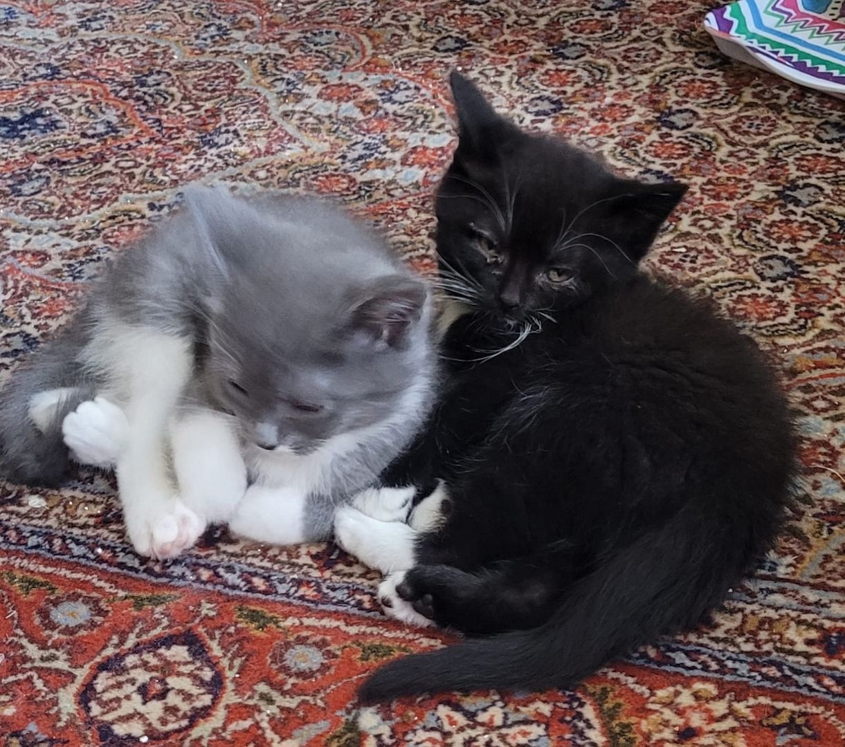 Babykatzen abzugeben