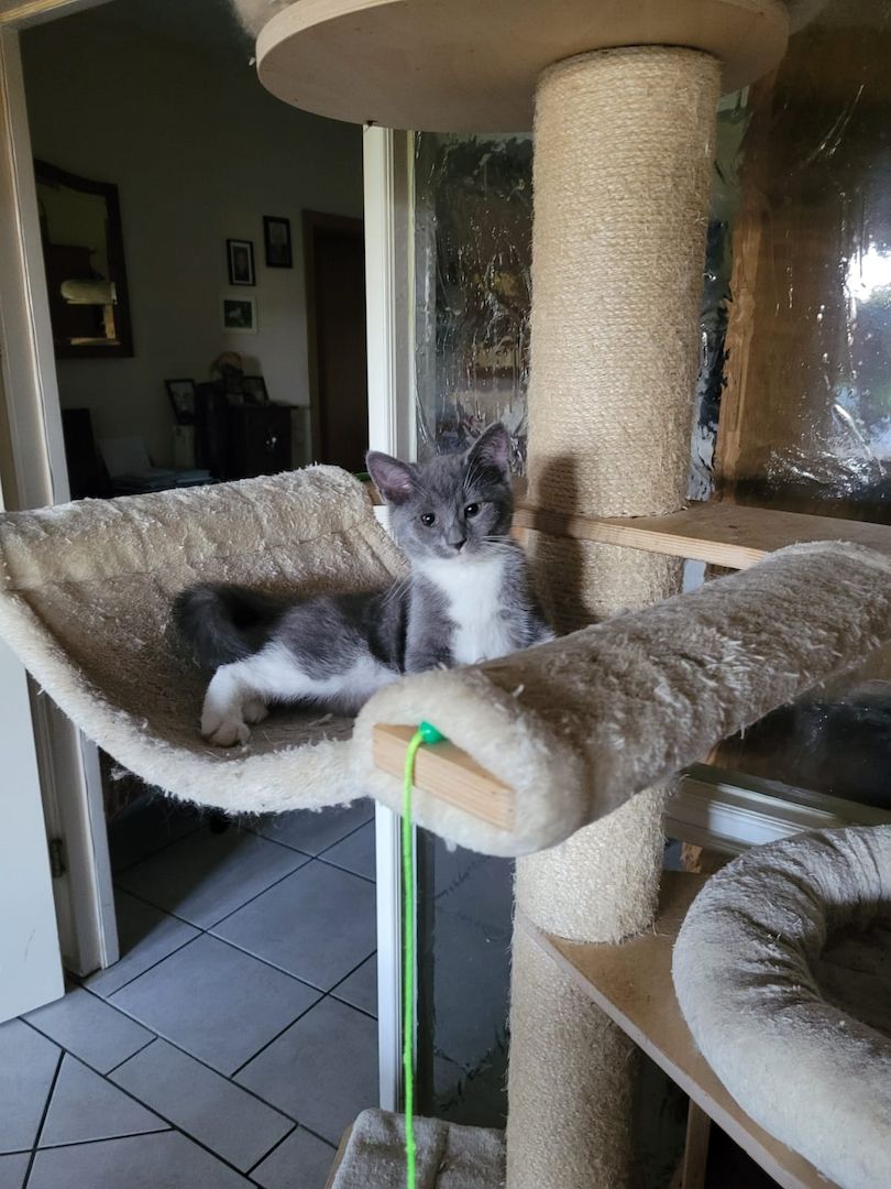 Babykatzen abzugeben