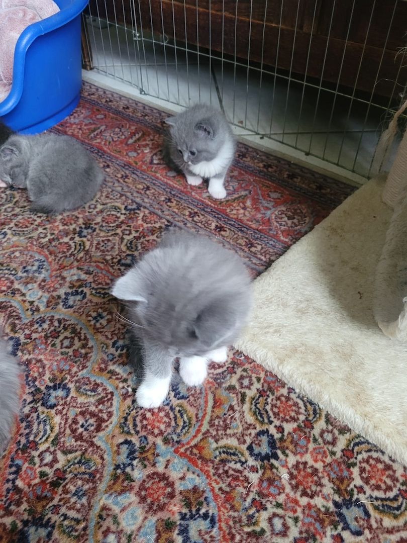 Babykatzen abzugeben