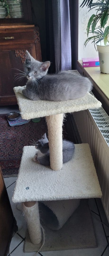 Babykatzen abzugeben