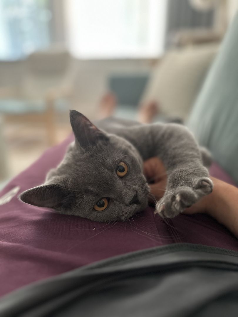 Kater 5 Monate sucht dich für immer