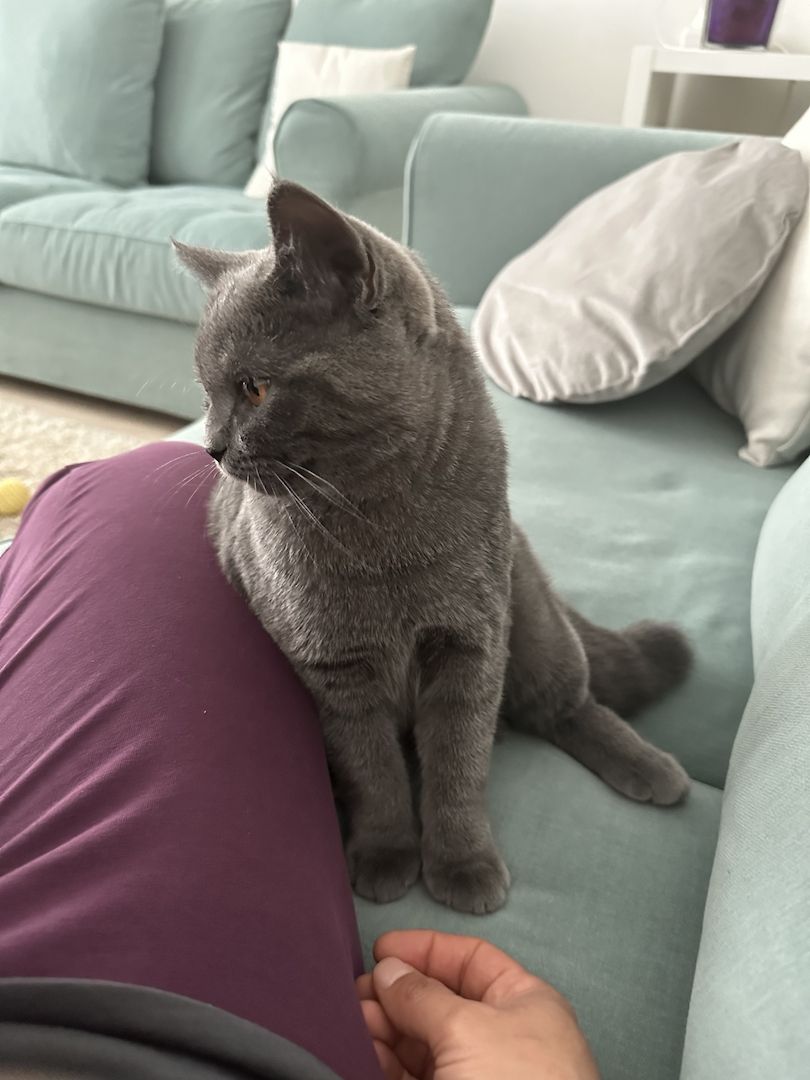 Kater 5 Monate sucht dich für immer