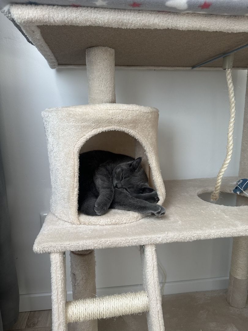 Kater 5 Monate sucht dich für immer