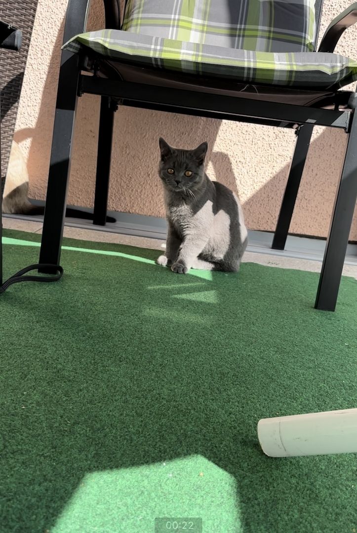 Kater 5 Monate sucht dich für immer