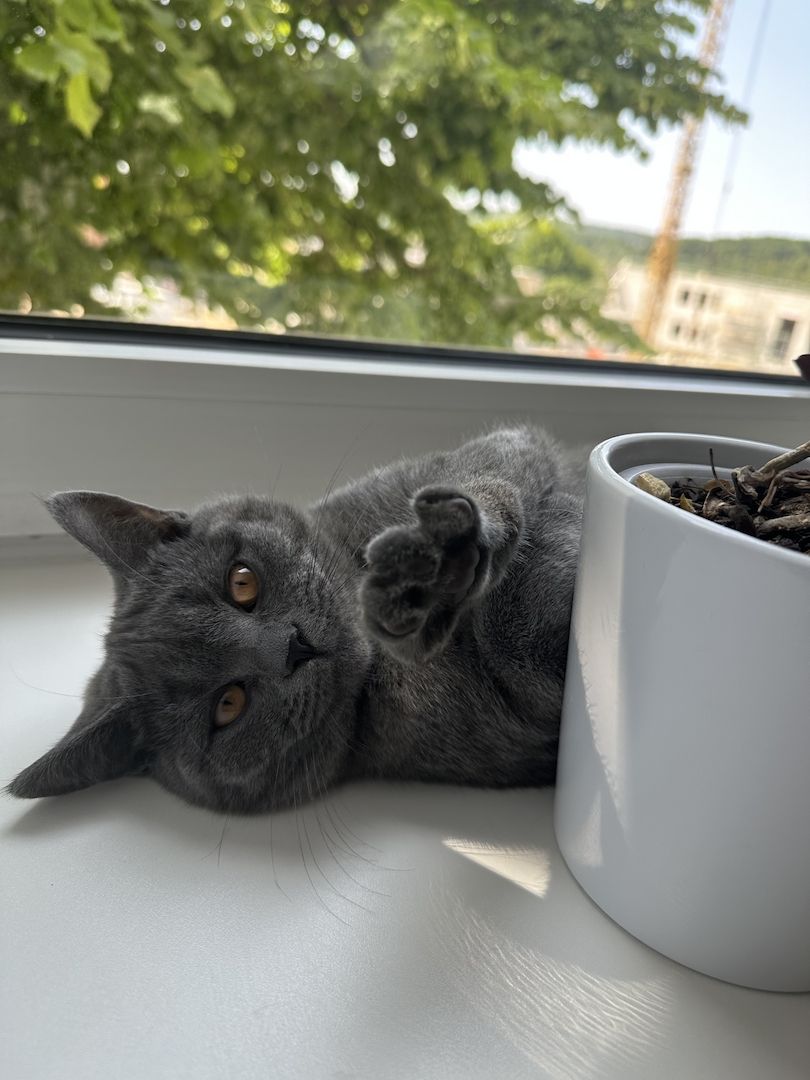 Kater 5 Monate sucht dich für immer