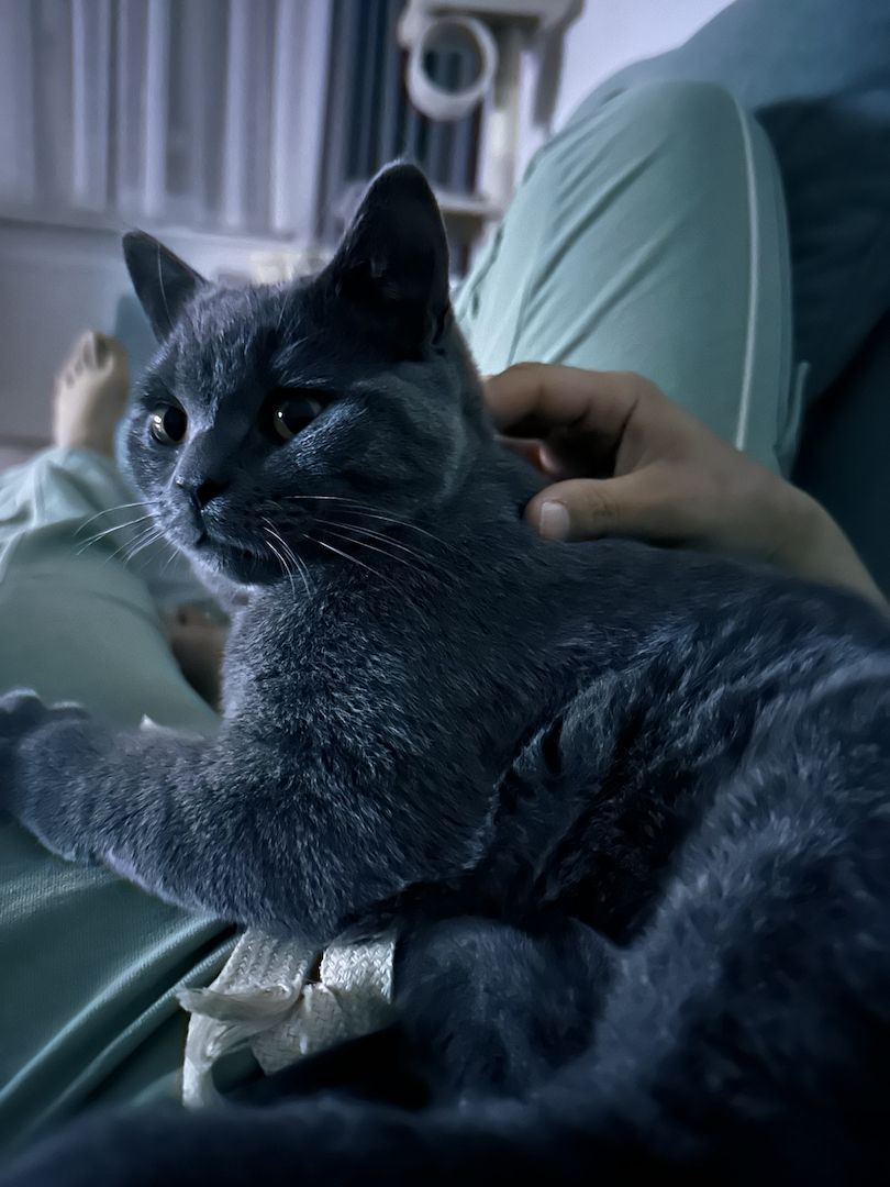 Kater 5 Monate sucht dich für immer