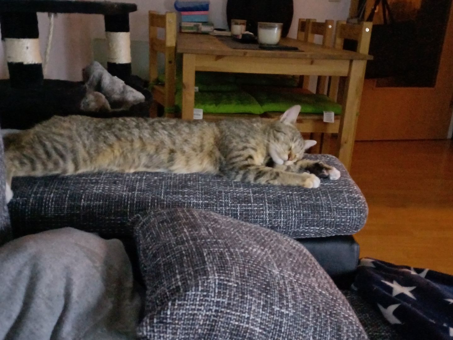 Maine Coon Britisch Kurzhaar Mix