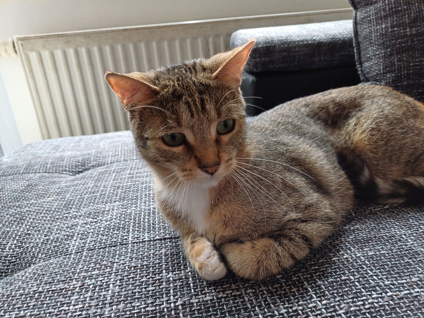 Maine Coon Britisch Kurzhaar Mix