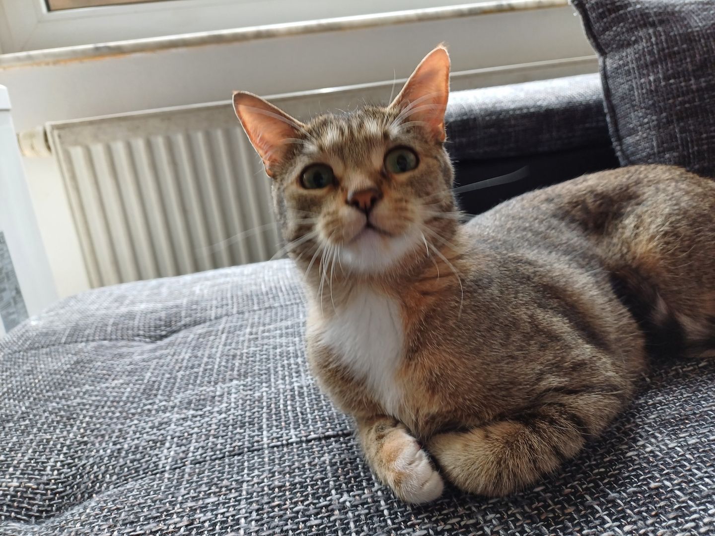 Maine Coon Britisch Kurzhaar Mix