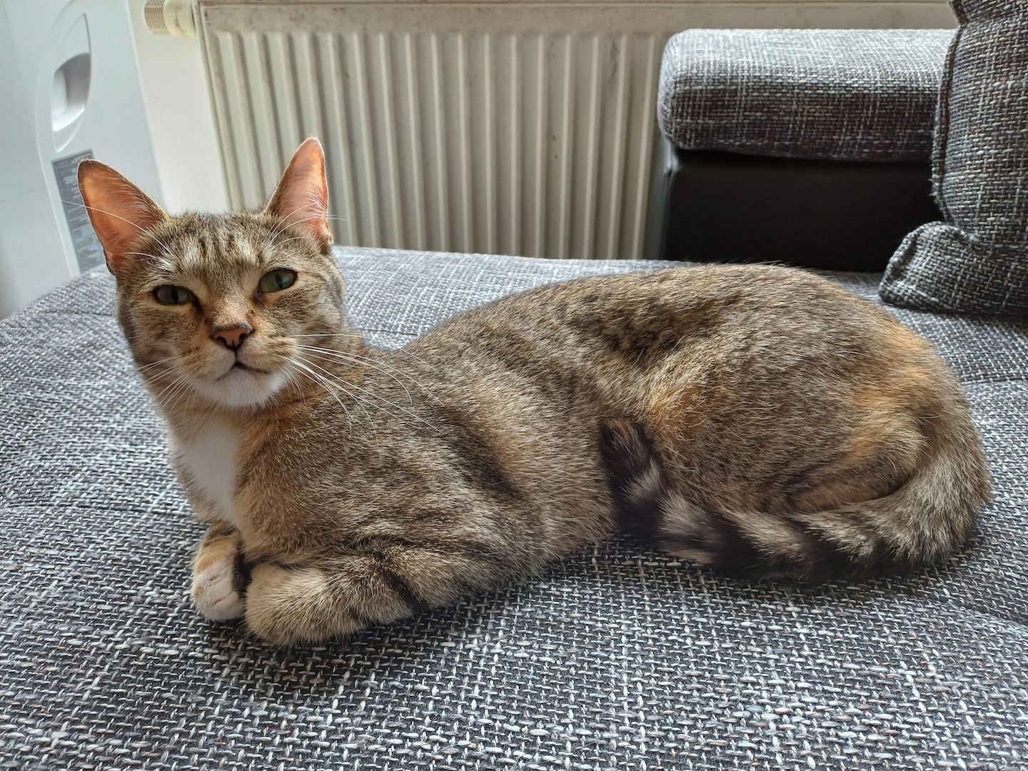 Maine Coon Britisch Kurzhaar Mix