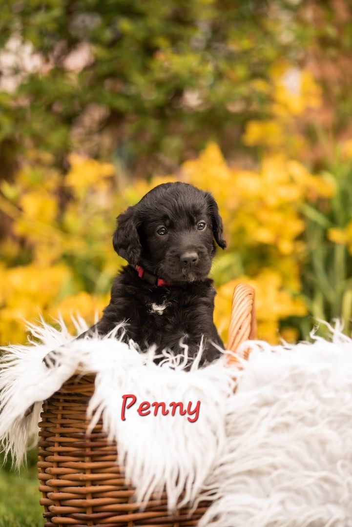 Labradoodle Welpen F1