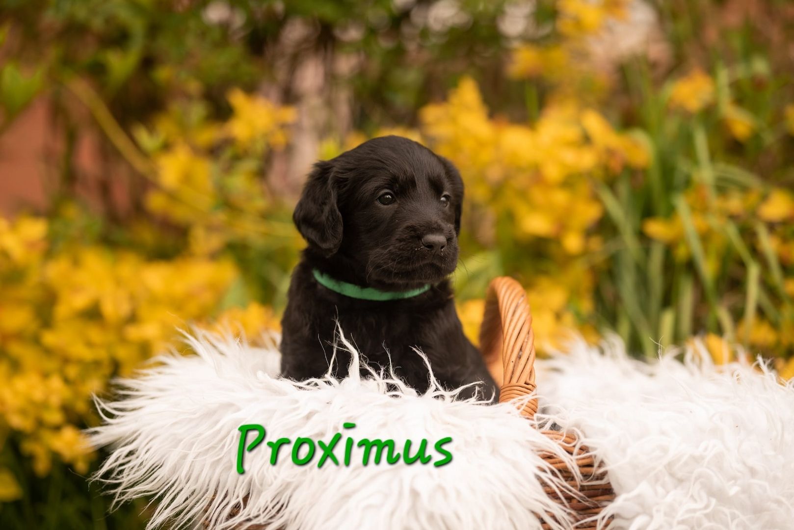 Labradoodle Welpen F1