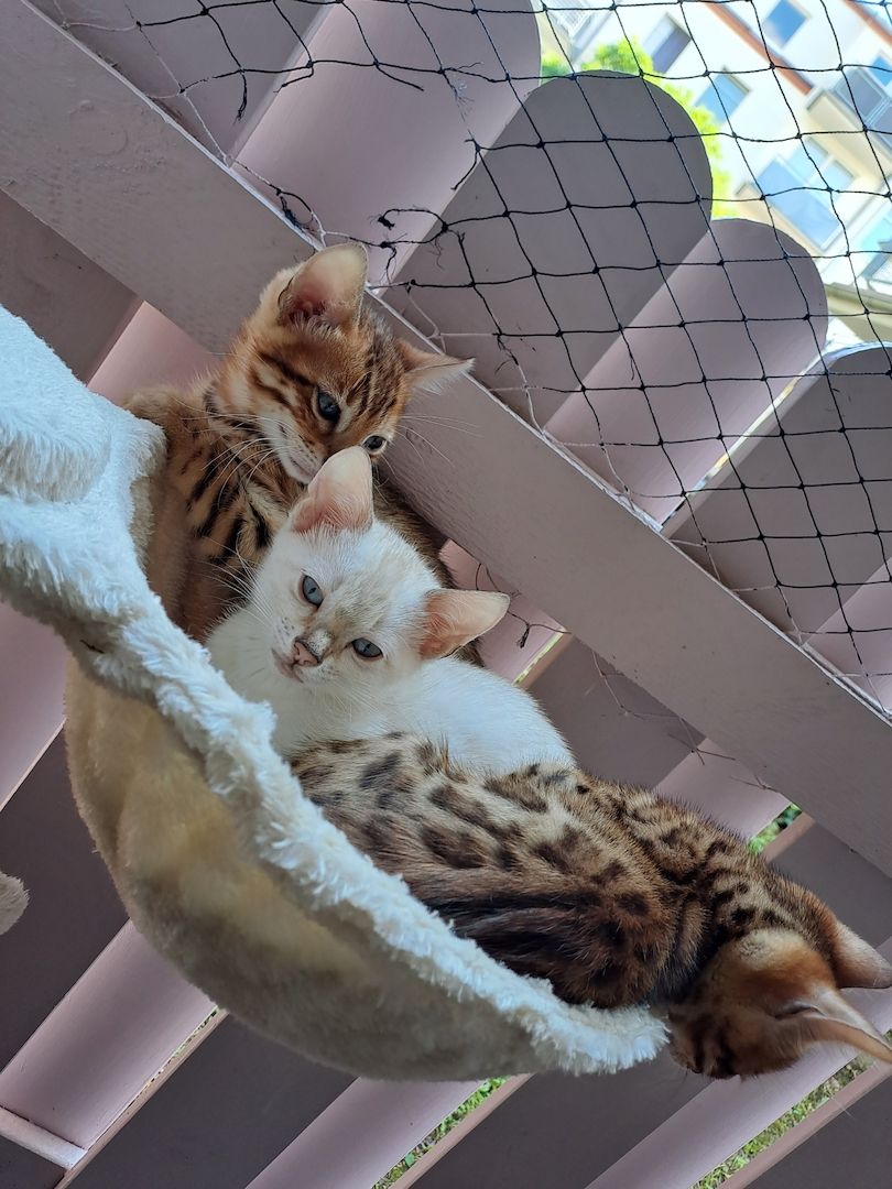 Bengalkitten  Snowbengal