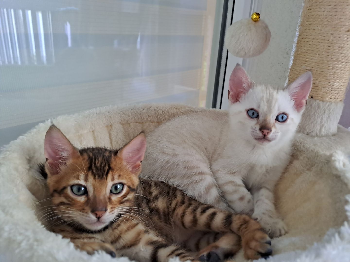 Bengalkitten  Snowbengal