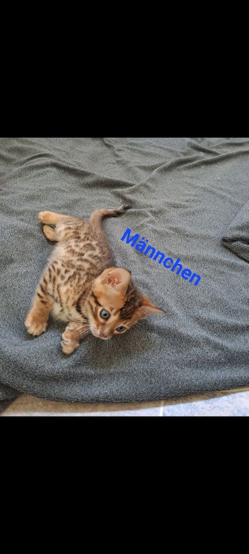 Bengalkitten  Snowbengal