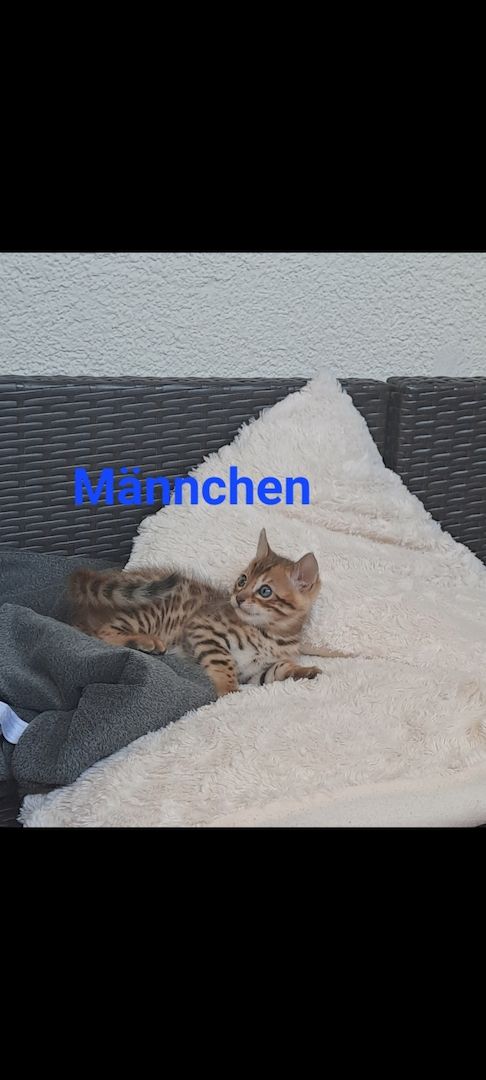 Bengalkitten  Snowbengal