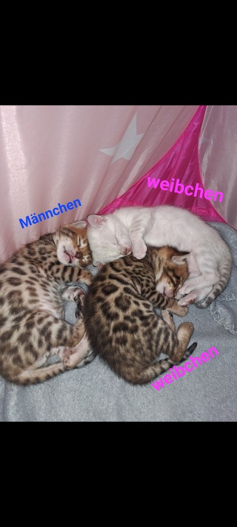 Bengalkitten  Snowbengal