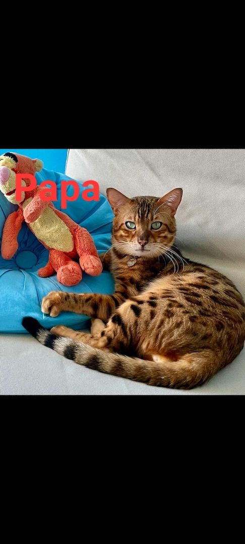 Bengalkitten  Snowbengal