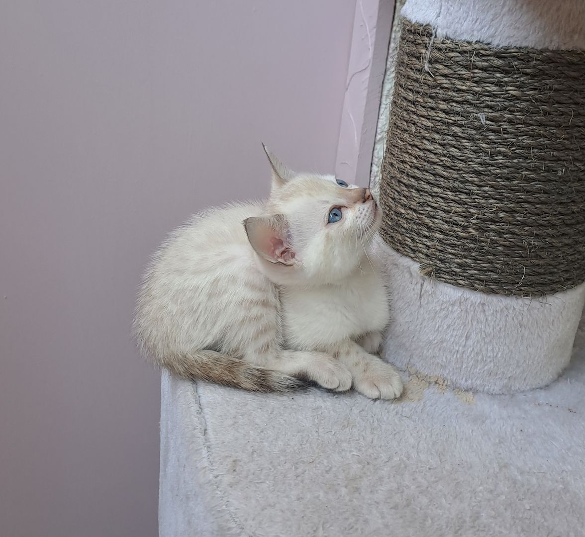 Bengalkitten  Snowbengal