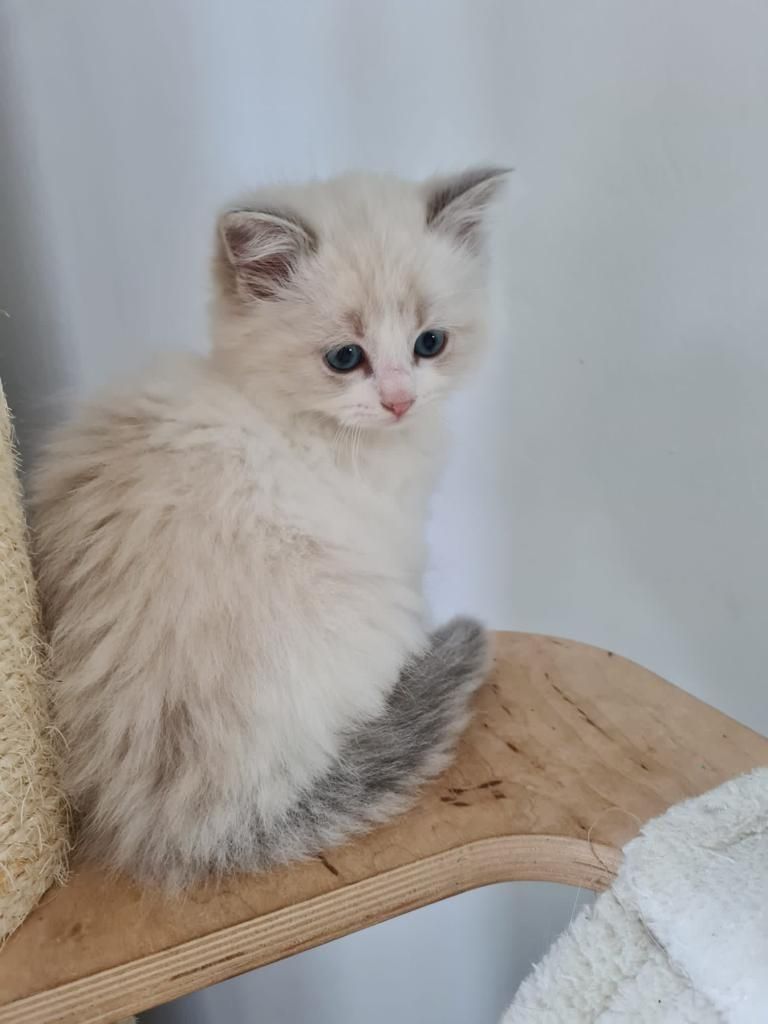 Neva Masquarade (mit Papiere) Sibirische Katze Kitten seal tabby point 