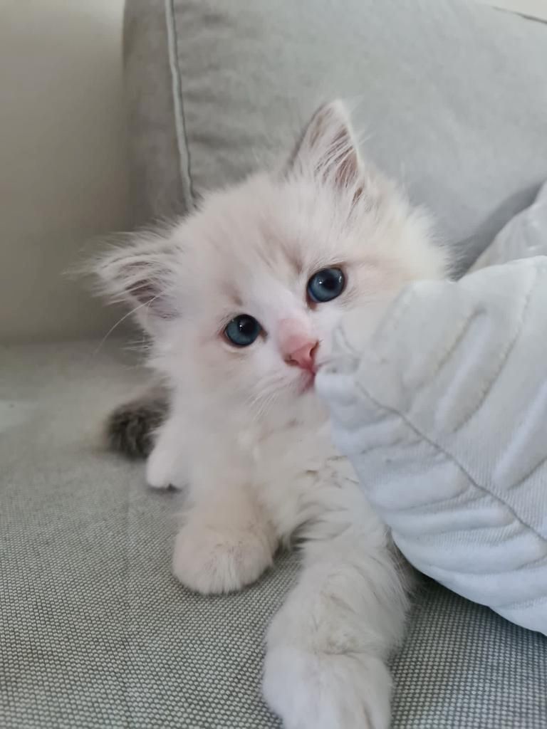 Neva Masquarade (mit Papiere) Sibirische Katze Kitten seal tabby point 