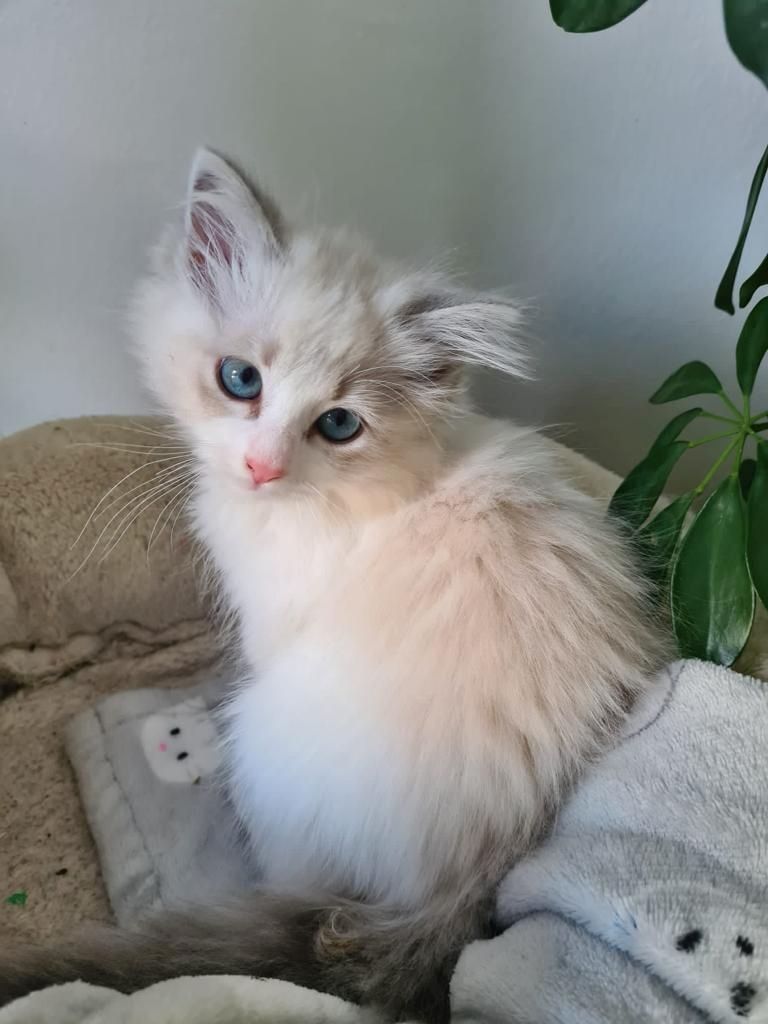 Neva Masquarade (mit Papiere) Sibirische Katze Kitten seal tabby point 