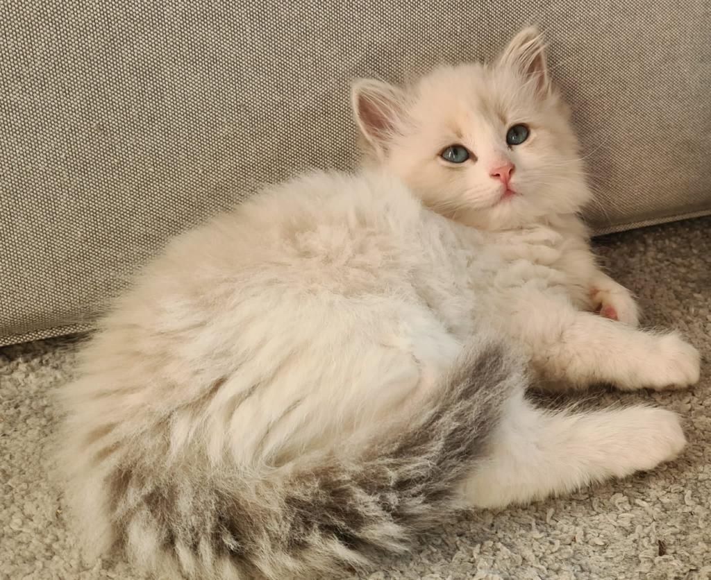 Neva Masquarade (mit Papiere) Sibirische Katze Kitten seal tabby point 