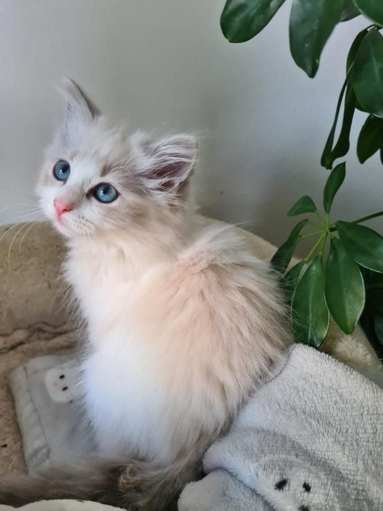 Neva Masquarade (mit Papiere) Sibirische Katze Kitten seal tabby point 