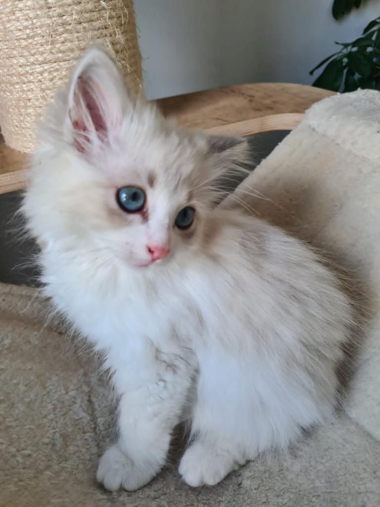 Neva Masquarade (mit Papiere) Sibirische Katze Kitten seal tabby point 