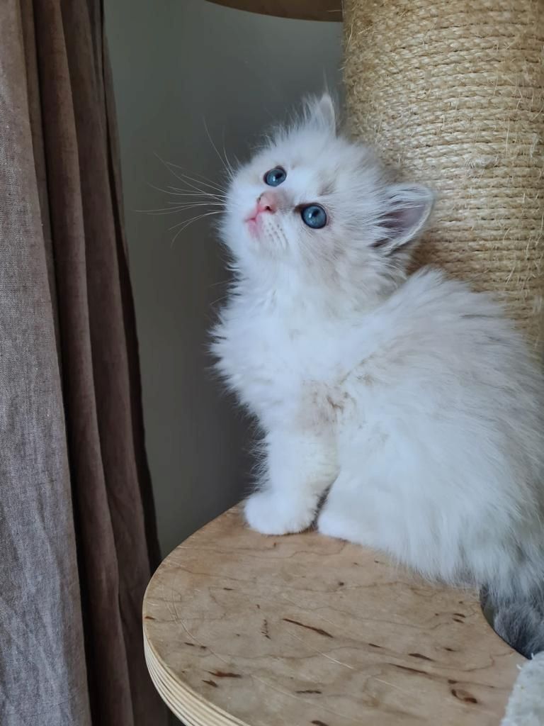 Neva Masquarade (mit Papiere) Sibirische Katze Kitten seal tabby point 