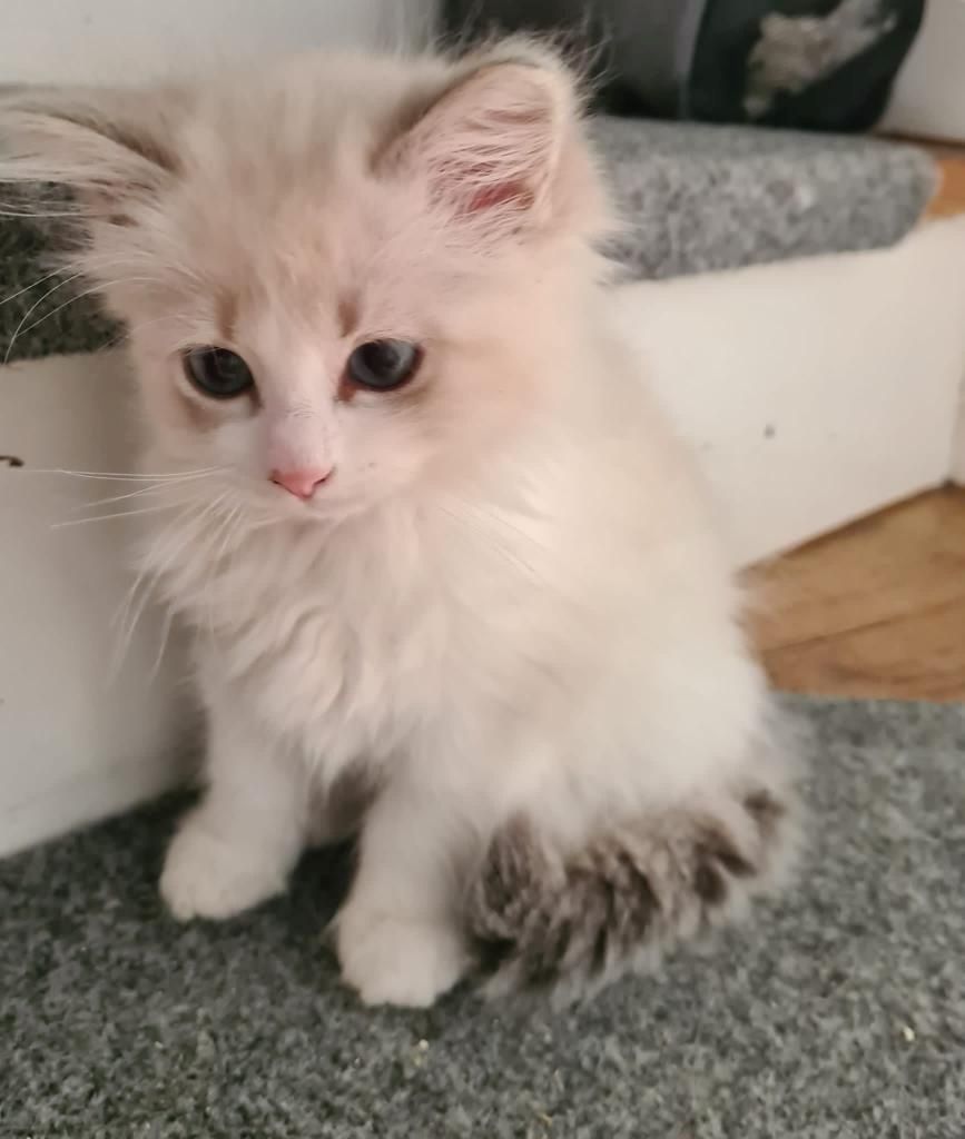 Neva Masquarade (mit Papiere) Sibirische Katze Kitten seal tabby point 